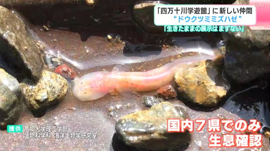 kumejimarl's tweet photo. 【地下水に棲む「幻のハゼ」】
国内わずか7県でしか確認されていないドウクツミミズハゼが高知県で捕獲され、生体展示へ。海に近い地下水に棲み、きれいな水環境を必要とするため、穴を掘って探すという。普段目にすることのない地下住人。生きたままの展示はまずないそう。
https://t.co/LcLgx6vFjd https://t.co/7MvytjAXL6