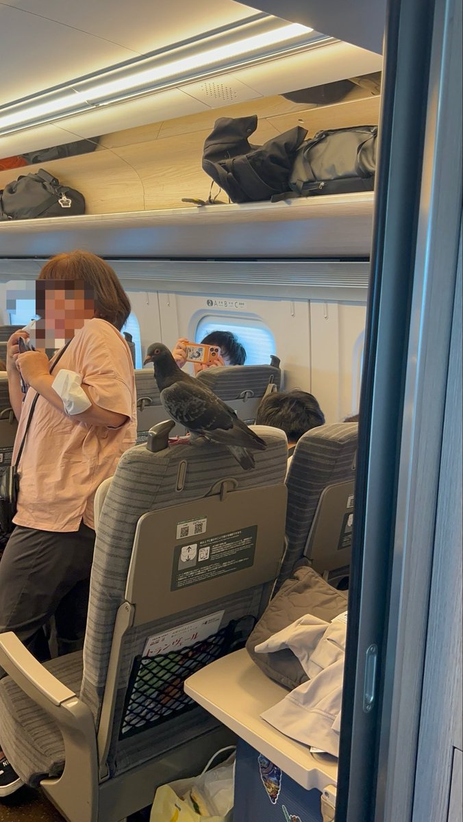kz40949999's tweet photo. 東北新幹線で無賃乗車の対応で10分ほど那須塩原に停車
犯人降ろされたはずやけど仲間もおらんところでどうやって生活するんやろw

#ハト https://t.co/HYL23fpZrh
