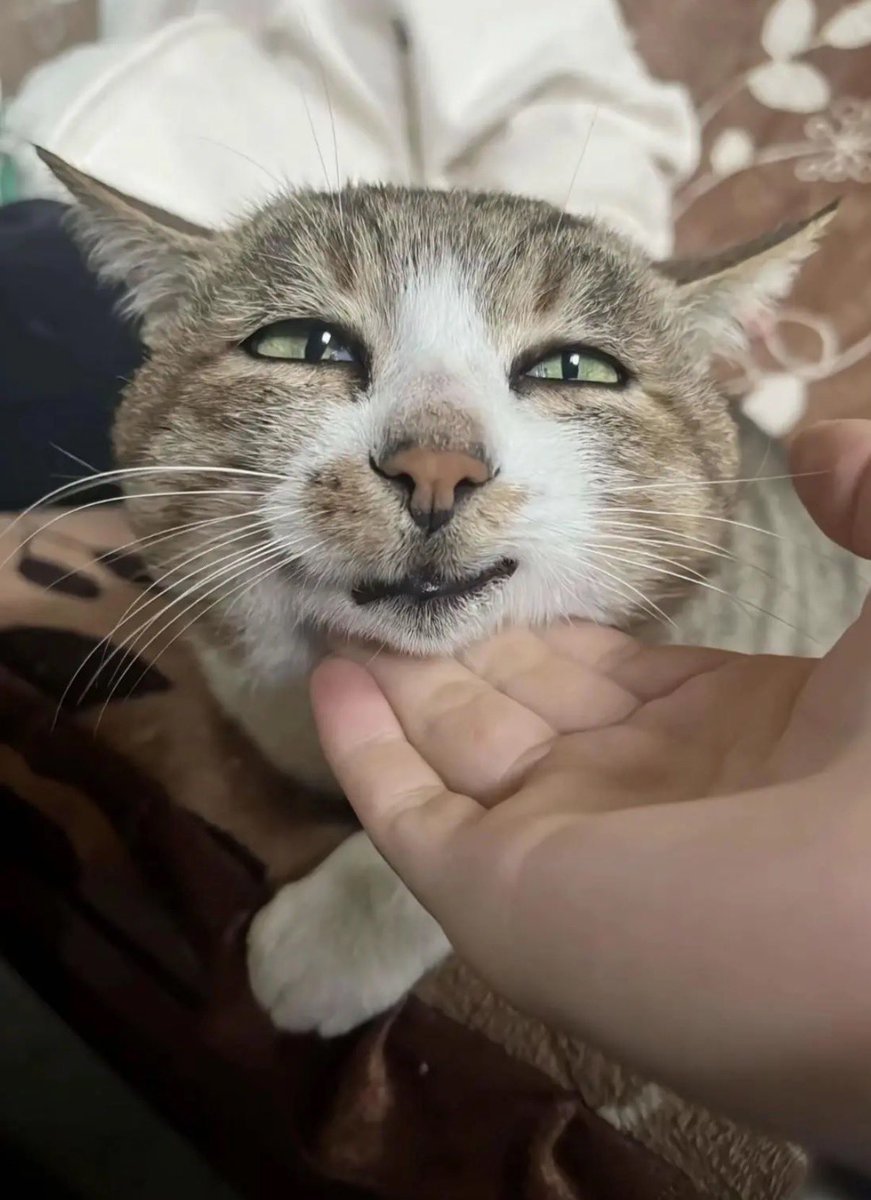 funwari634's tweet photo. なにこのスケベすぎるねこかわいい https://t.co/UuDkiA9IJw