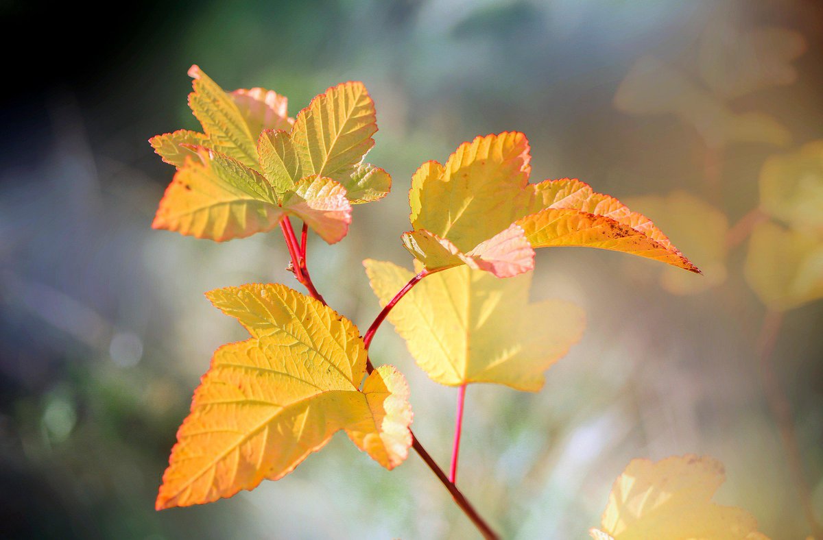 lyrawanders's tweet photo. like leaves reaching for the light and trees growing their fruit, may we keep growing toward better days 🍃🌱✨ https://t.co/jNnxHjsy1g