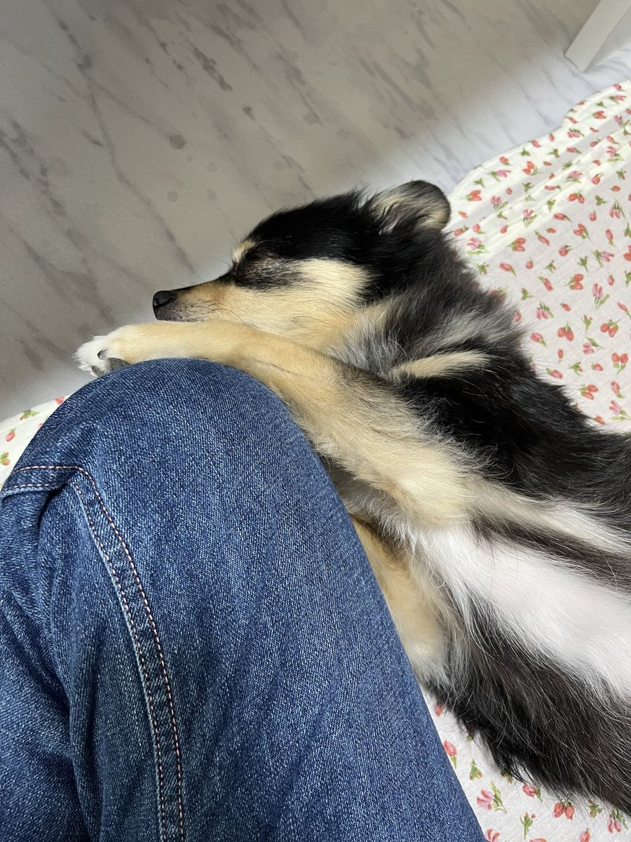 kuyukkie's tweet photo. 必ずどこか触れたまま寝るよね…
甘えん坊ちゃん🥰 https://t.co/PiiVlICztU
