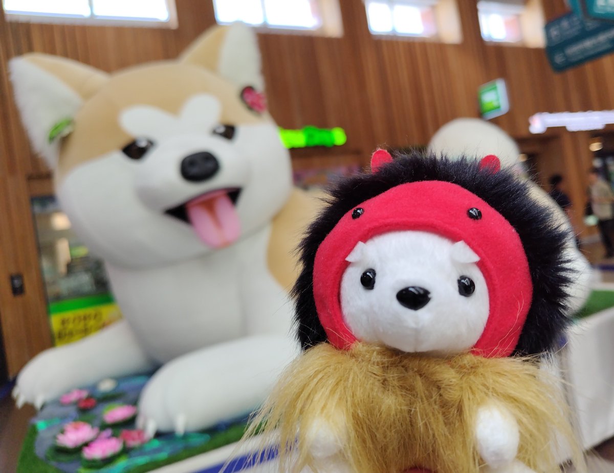 cafe_muffy's tweet photo. 秋田犬さん、お久しぶりです🐻‍❄️
蓮の池にいるみたいだね🪷 https://t.co/zFHBU4eQiP