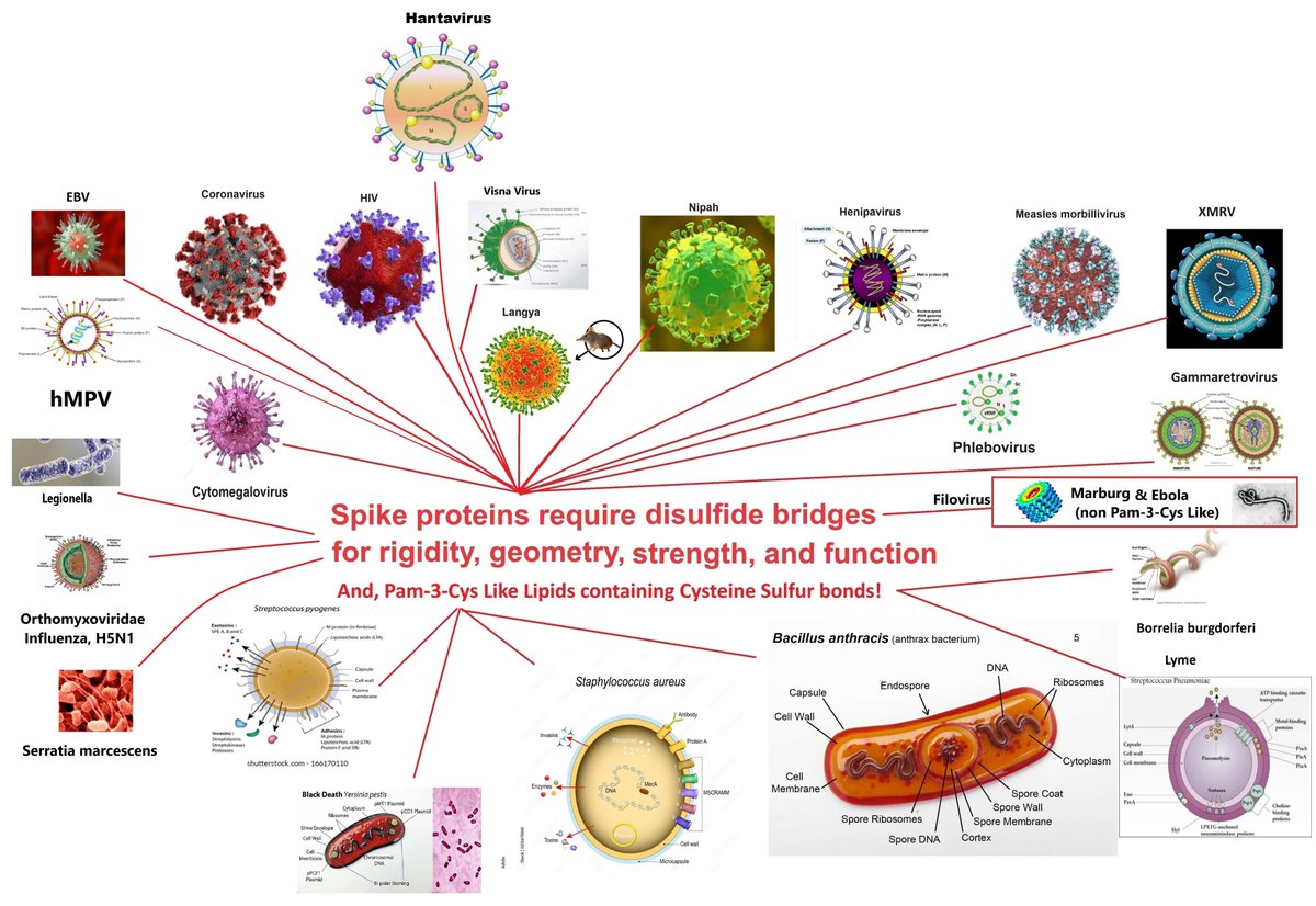 AllicinV's tweet photo. Shielding is a must strategy for all pathogens that threaten the human DNA Operating System and it's subsystems.
#Florida #Allicin #AllicinV #AllicinM #BroccoV #Illness #Health #Wellness #Garlic #Broccoli #Virus #Parasite #Bacteria #DNA #RNA #RNAAlgorithm #LChiral #AminoAcid #Polypeptide #Structure #Nanomachine #Machine #MachineLearning #Codes #Atoms #Molecules #Particles #Energy #Physics #Rotation #Vibration #Translation #Quantum #Science #Truth #War #Weapons #Hacking #Water #FauciLiedPeopleDied