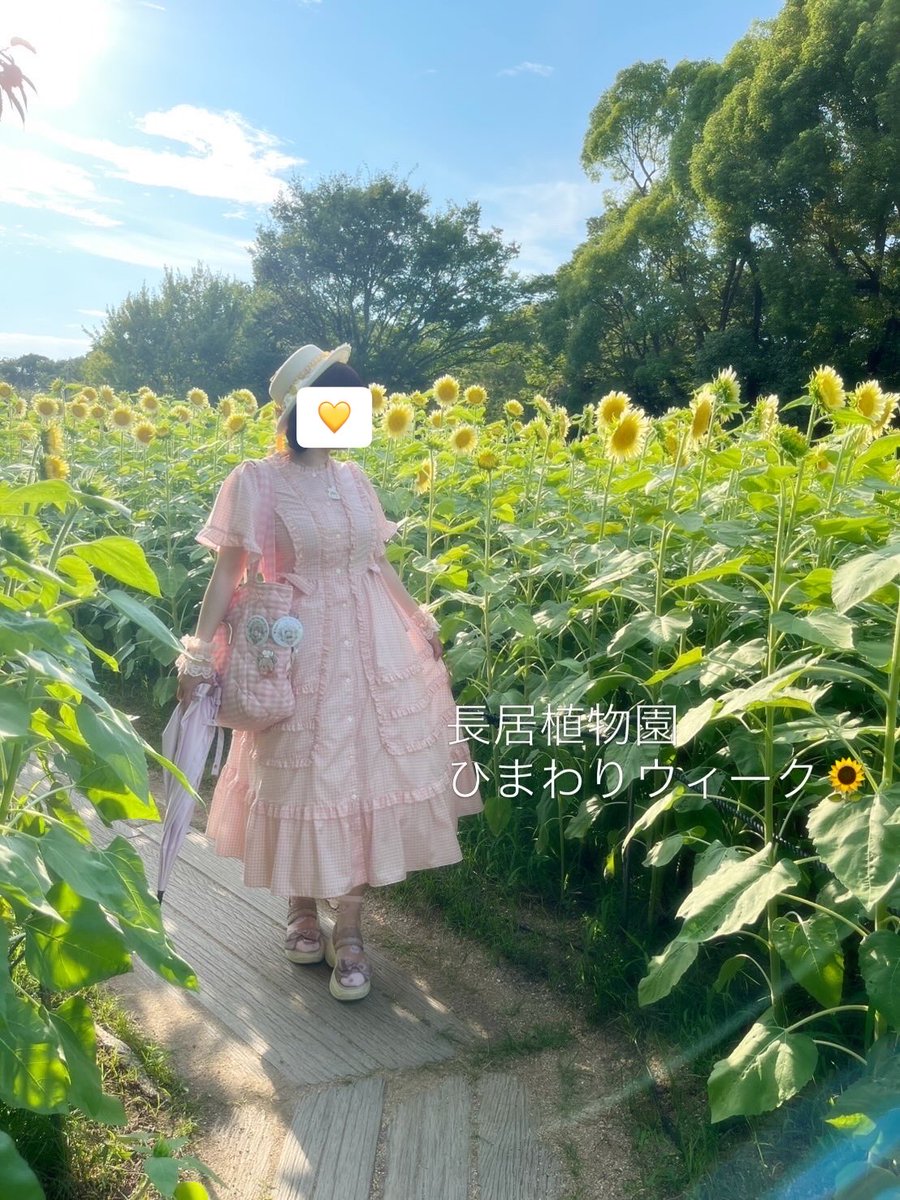 SatokoKono's tweet photo. #長居植物園ひまわりウィーク
#スズヤカホワイト
#アトリエ小町
#青木美沙子ちゃんコラボ https://t.co/iNYvkF6sqj