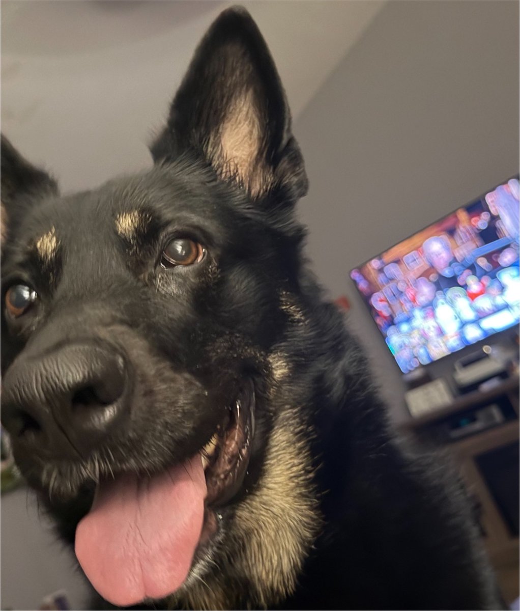 SMASHvilleStone's tweet photo. I think the main thing dogs don��t understand about humans is, that we are never alone during the day. @DogsNonstop @GermanShephrds #dogs #germanshepard #norest #bestgirlever #DogsDontGetHumans #DogsDontKnowHumans #DogLocig #PetPsycology #DogThoughts https://t.co/hxpKu4RuPc