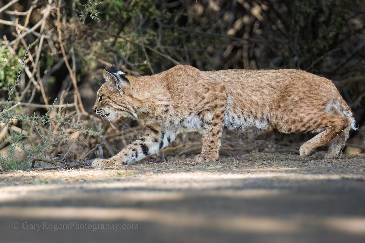 GaryRogersPhoto's tweet photo. Bobcat stalking prey in the Sonoran Desert. Arizona.
#wildlife #photography https://t.co/baORenOA9O