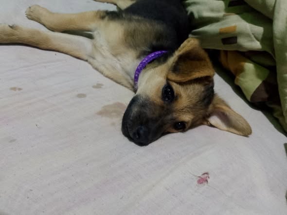 A64029345's tweet photo. Perrita  busca hogar fue rescatada de la guaira es muy tierna interesados 04129931207 solo San Antonio de los altos los Teques o Carrizal https://t.co/H6pu7G3HXM