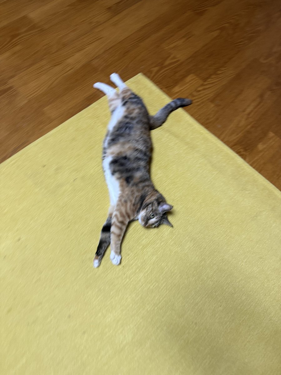 cat_happpy1020's tweet photo. 냥지창조 https://t.co/sZhIFDBqpe