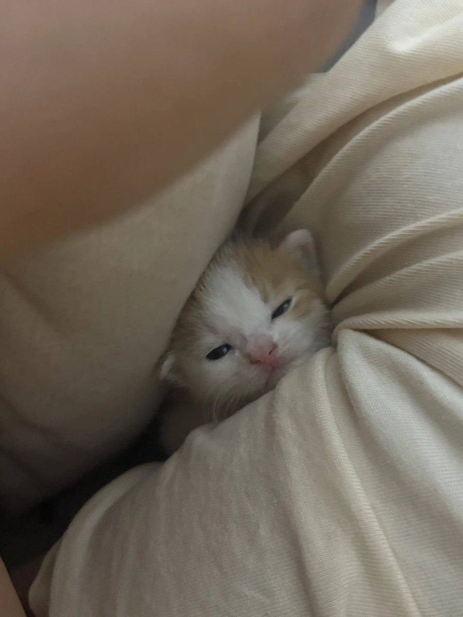catsloversclubx's tweet photo. Do not disturb. I’m cozy. https://t.co/UAmqpHALOn