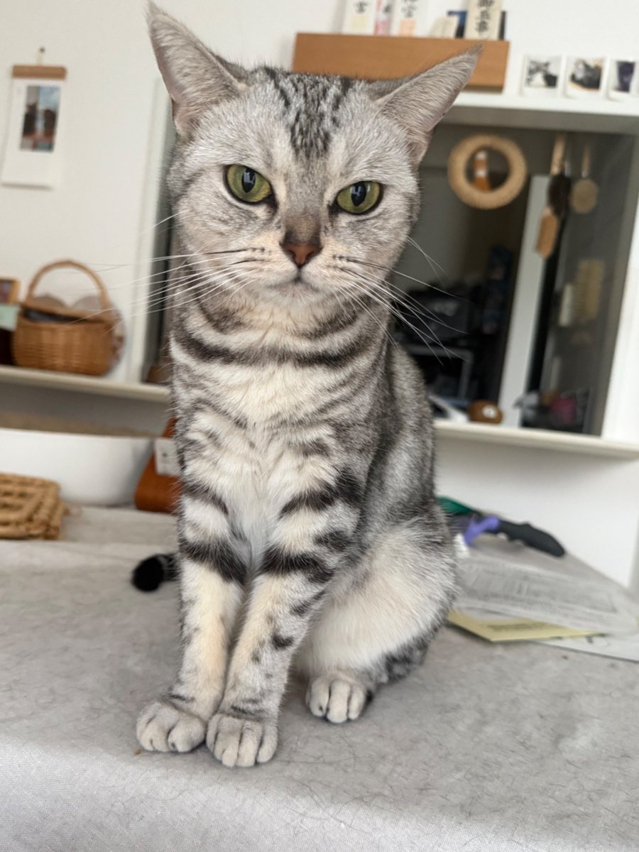 GSumisumi's tweet photo. おはよう💕
今週一週間よろしくお願いします🐈

#アメショー #アメリカンショートヘア #猫好き #猫のいる生活  #猫 #ネコ #ねこ #cat #cats #catlife https://t.co/yUHYZcyPQb