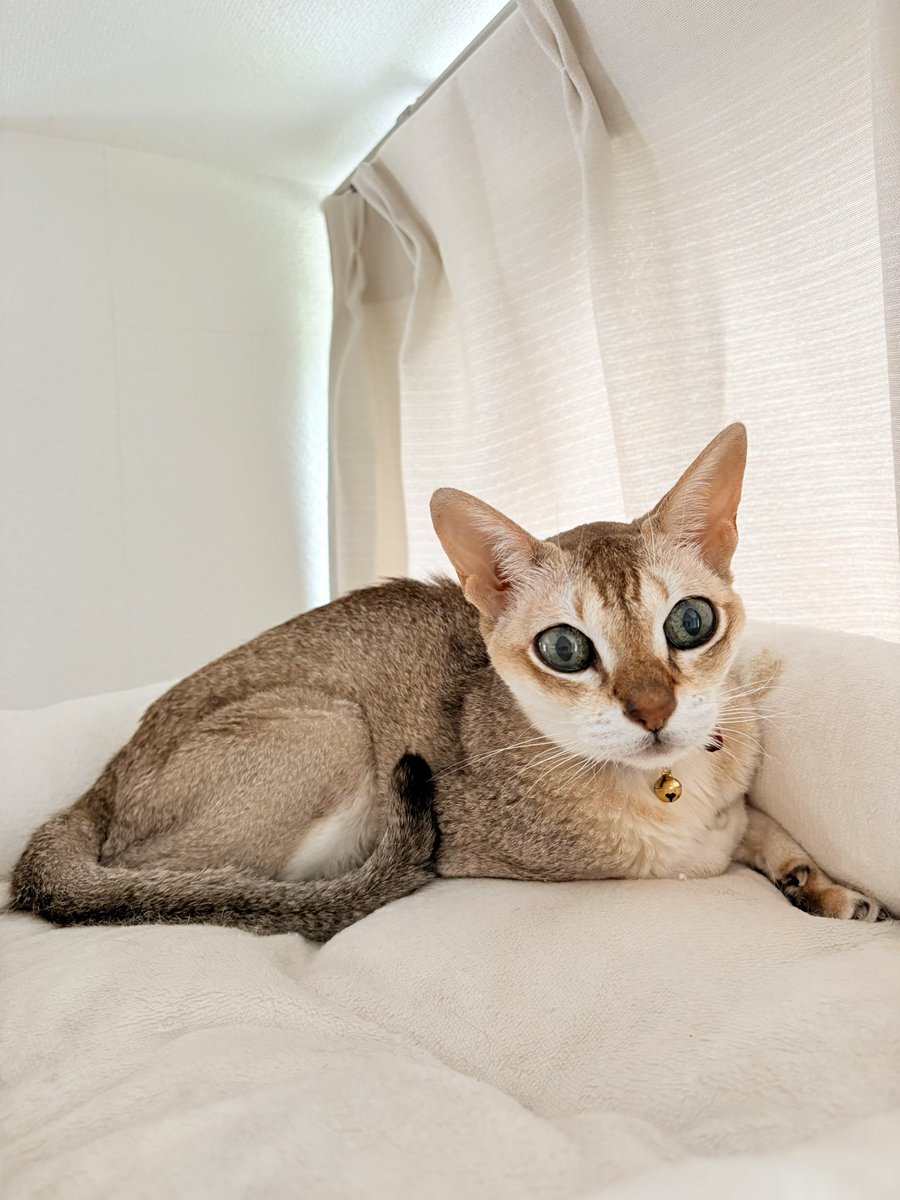 Onlygoodby_life's tweet photo. おはよう猫 https://t.co/yUL35LbFli
