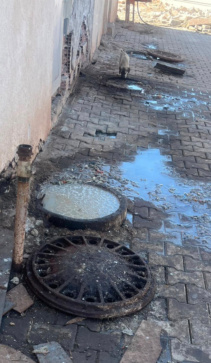 solcugazete60's tweet photo. BBP'li Sivas Belediyesi'ne ait hayvan barınağında köpekler, logardan taşan lağım suyunu içmeye mahkum bırakıldı.

Sivas Belediyesi, hayvanseverlerin tüm girişimlerine rağmen Mayıs 2026'dan bu yana Bakanlık Veri Tabanı Sistemi'ne (HAYBİS) kayıtlı kaç hayvanın barınağa girip çıktığını, kaçının öldüğünü açıklamıyor.