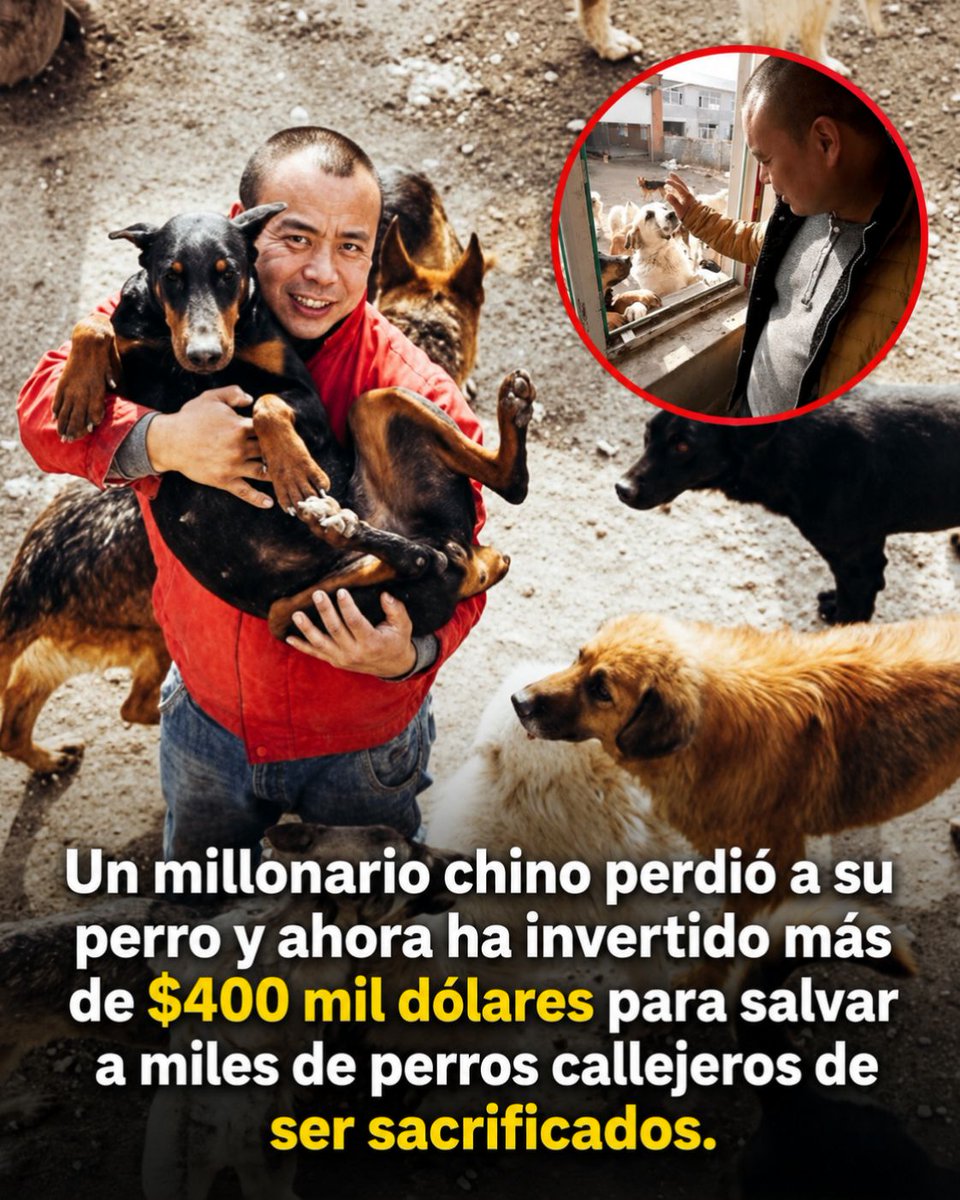 negociosyempren's tweet photo. 🥺 Perdió a su mejor amigo... y ese dolor lo convirtió en el ángel de miles de perros callejeros... https://t.co/fczwb0Spx2