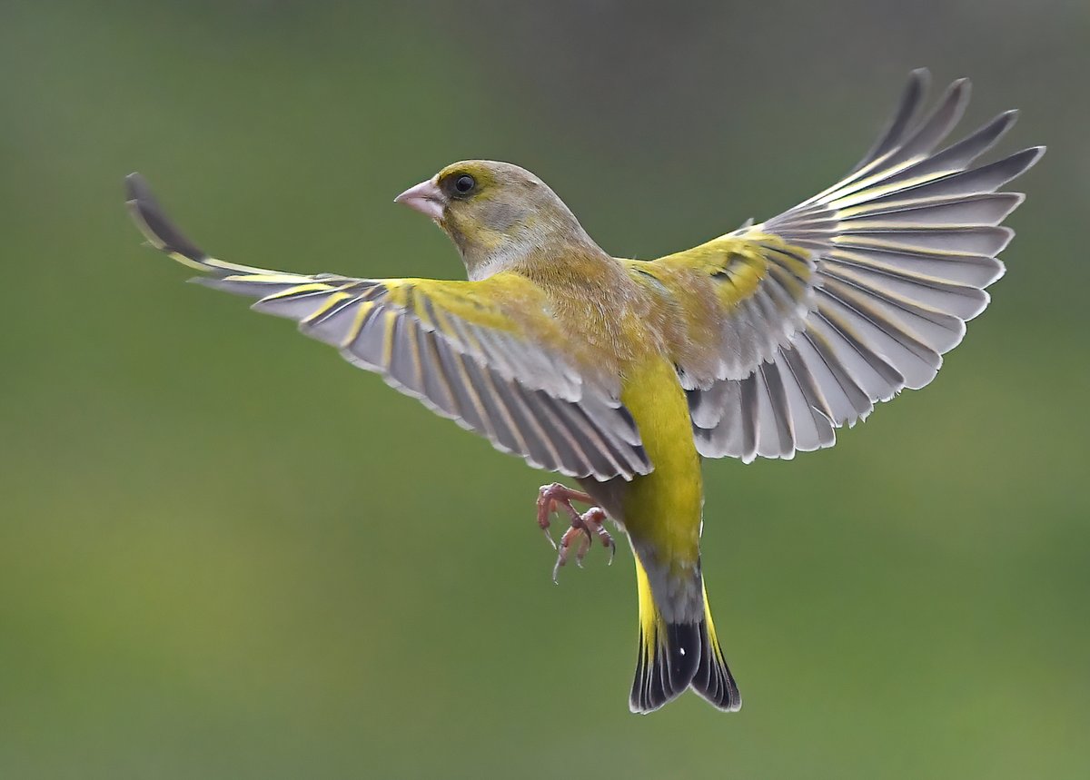 CarlBovisNature's tweet photo. Hovering Greenfinch! 😍🐦
 Taken from my bathroom window. 😊 https://t.co/9PIRSmD0Ep