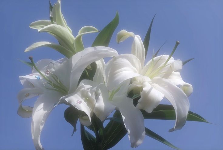 greenvibe's tweet photo. white flowers https://t.co/7lwi7VYYyF