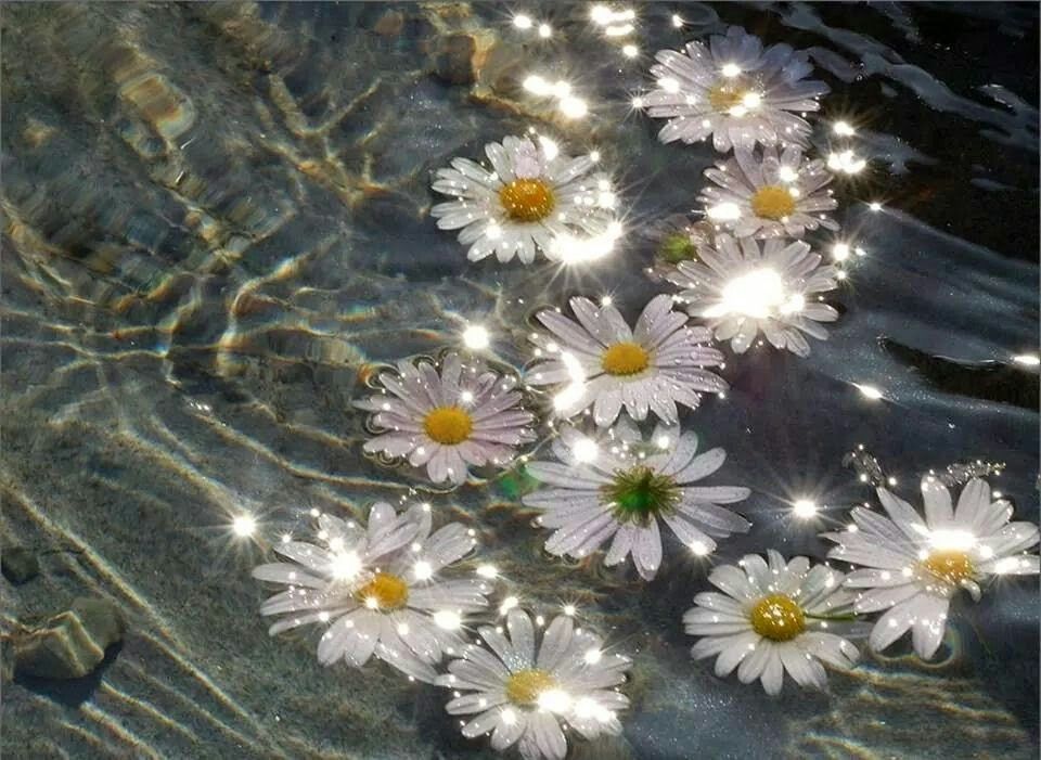 greenvibe's tweet photo. white flowers https://t.co/7lwi7VYYyF