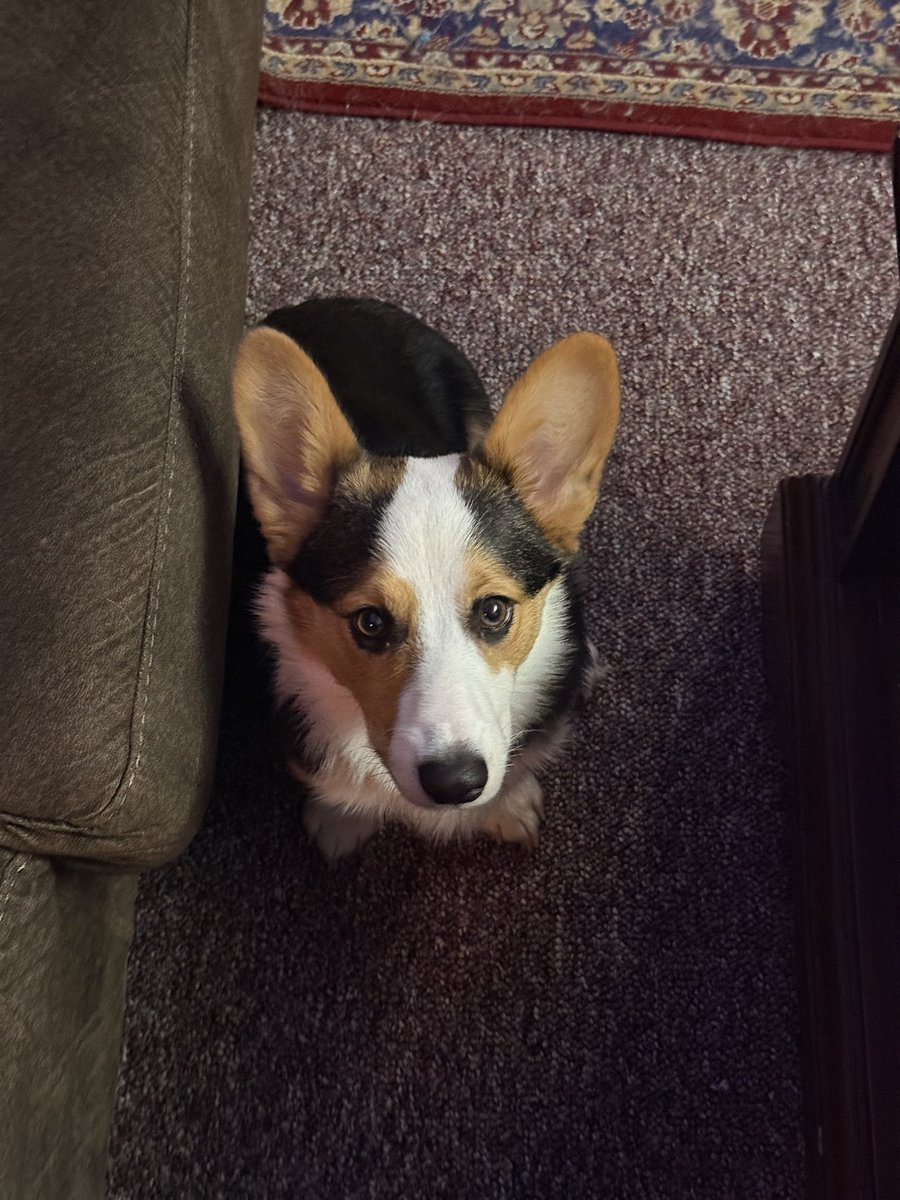 asopband's tweet photo. Studio beers, corgis, and caveman vocals https://t.co/cFWpAbtE1J