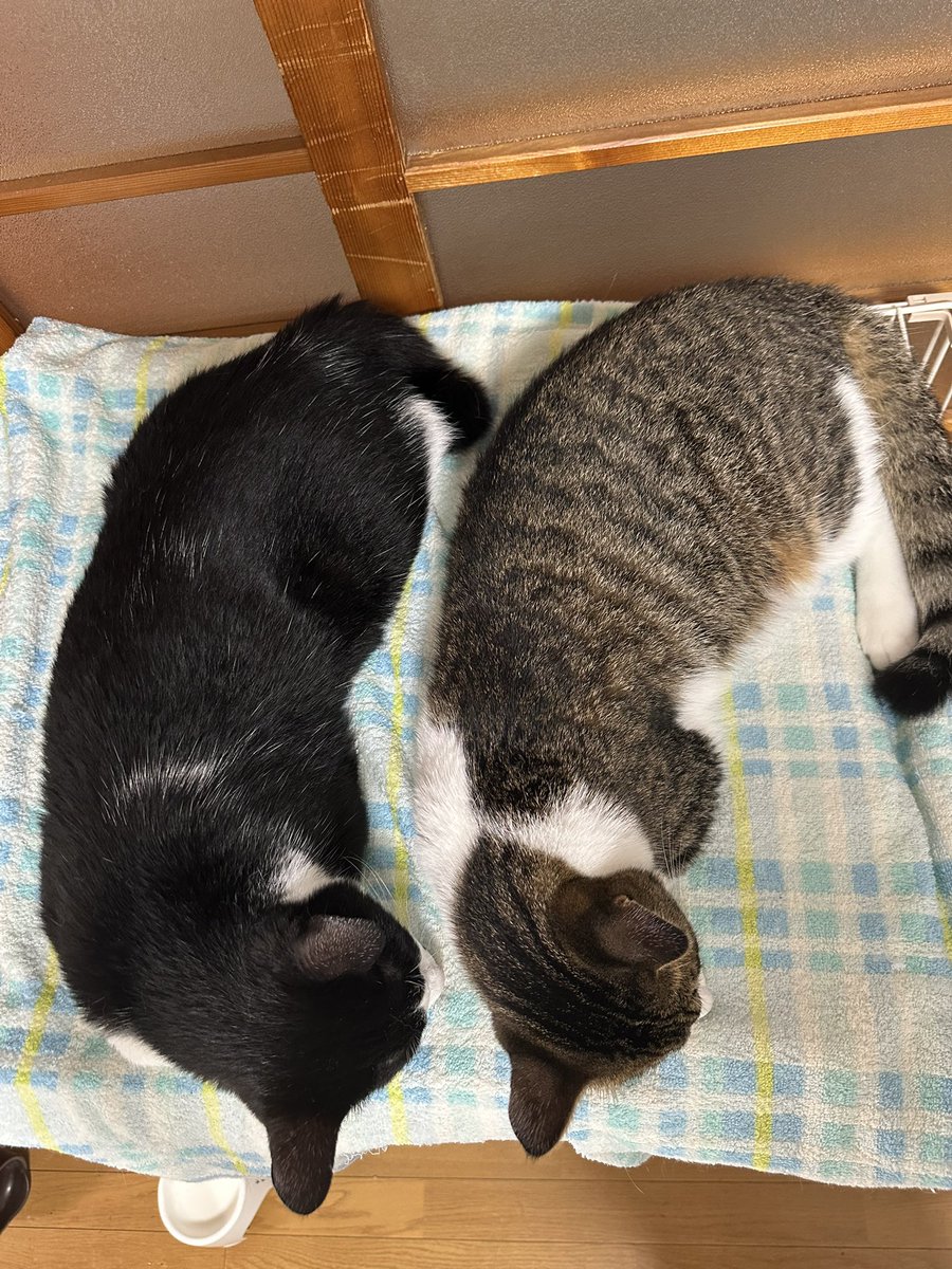 nasu_chourakuji's tweet photo. 大きくなったなあ https://t.co/3VgME0HLr1