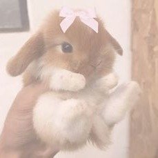 Buzznie's tweet photo. ⋆Ი𐑼° looking for #moots !!
𖹭 I go by Dotz ૮₍ ˃ ⤙ ˂ ₎ა
𖹭 5teen!!
𖹭 sh and dark stuff >.>
𖹭 I LOVE PINK!!! And bunniez 𐔌՞ ܸ.ˬ.ܸ՞𐦯
𖹭 New to this! New account ( ˶°ㅁ°) !!!! 
꒷꒦︶꒷꒦︶ ๋ ࣭ ⭑꒷꒦
#sh #slit #new #moots https://t.co/Fy7JPZmJgr
