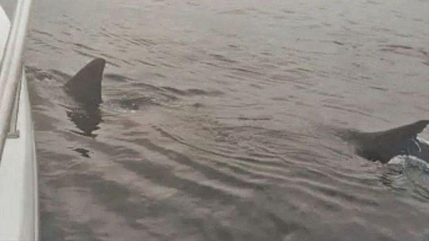 marcorccv's tweet photo. 🦈Luego están las playas, que parecen sacadas de una película de terror acuático. Olvídense de nadar tranquilamente, aquí los tiburones no son una leyenda urbana, ¡son residentes permanentes! Y no estamos hablando de esos que ves en acuarios; estos vienen a saludar a los turistas https://t.co/pdZRVXQckc