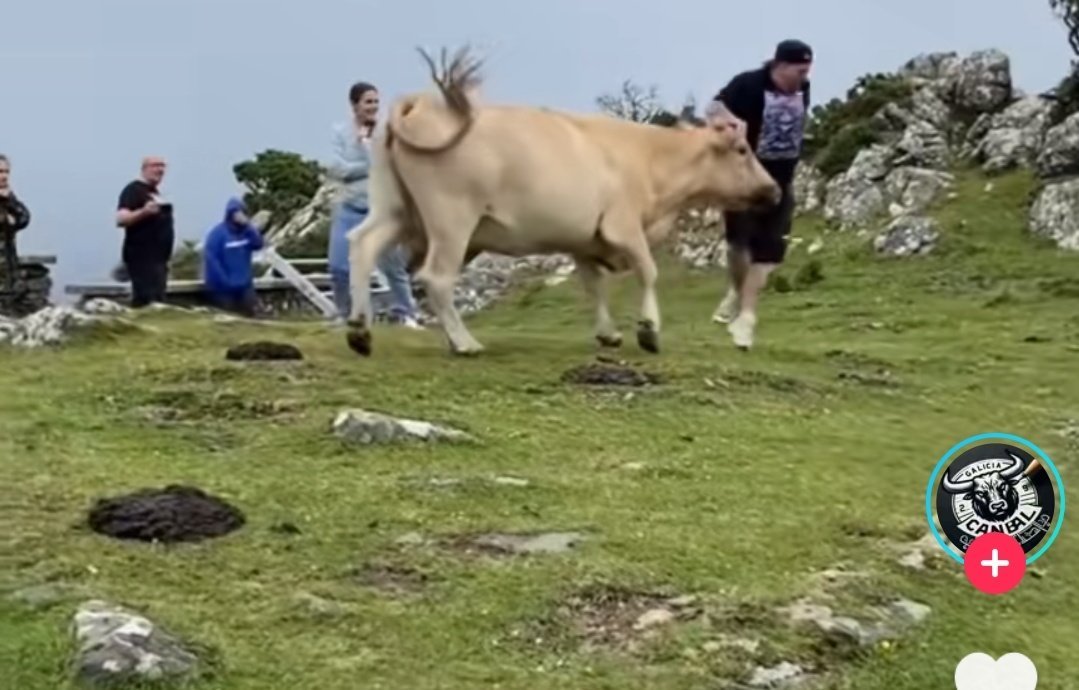 marcorccv's tweet photo. 🐄Pero eso no es todo. Al caminar por nuestros campos, deben estar atentos a las vacas... sí, vacas. Estas no son como las dulces y lentas que ustedes conocen. Las vacas gallegas son más bien como ninjas disfrazadas de rumiantes, listas para emboscar al turista despistado. https://t.co/3SvLKaWbYn