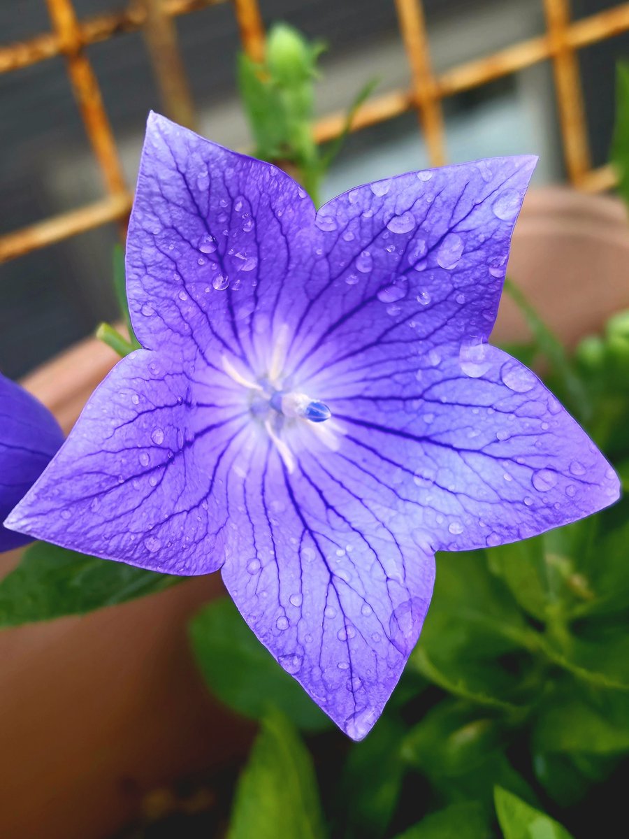 PlutinumTunes's tweet photo. おはようございます

きょうも　いい日に　なりますように

キキョウ
　花言葉：変わらぬ愛 https://t.co/H09cwWDc1X