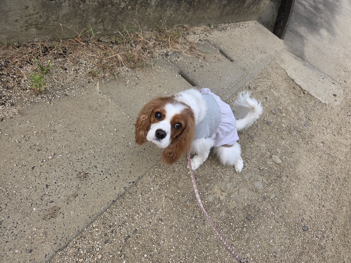 itadakimasu0331's tweet photo. 🐶🐾おはようございます。
今日は高知県にお出かけ🚗³₃
よさこいを見るぞ〜！
うたは、高知のまーポムママの家で見てくれる✨嬉しいなぁ♡楽しみだなぁ♡
すっきりしたし、さぁ、行くよ〜🐶🐾 https://t.co/PEMvC836vh