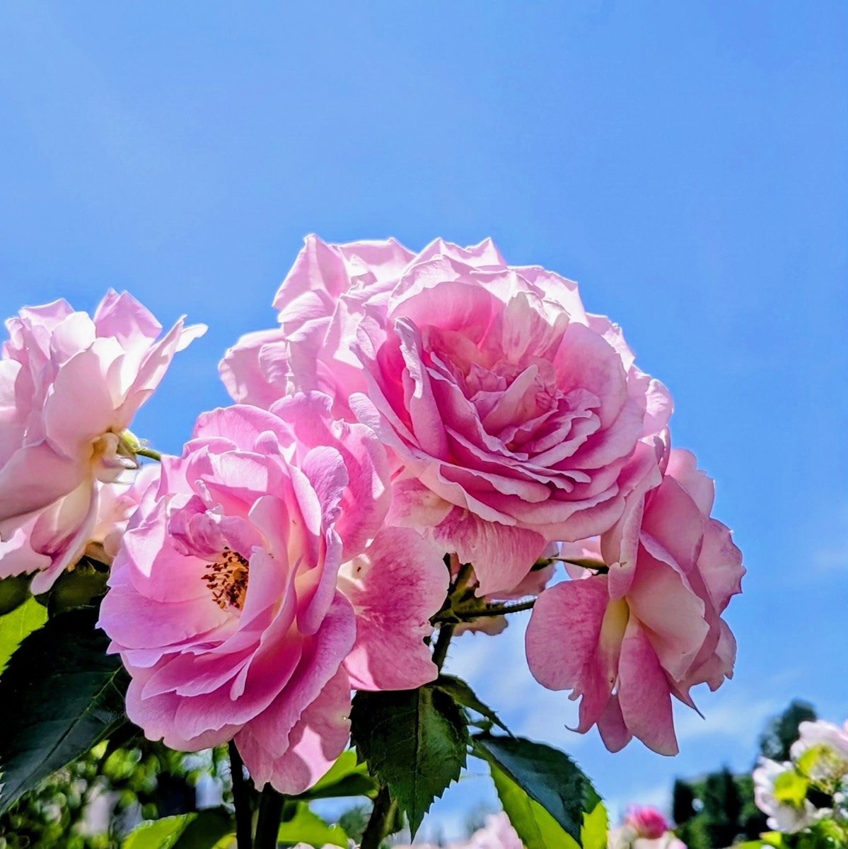 kaico_fire's tweet photo. 青空に映える薔薇🩷
夏の光を浴びて綺麗に咲いています✨

#アークティックブルー
#TLを花でいっぱいにしよう
#写真好きな人と繫がりたい https://t.co/n2iIQL3okt
