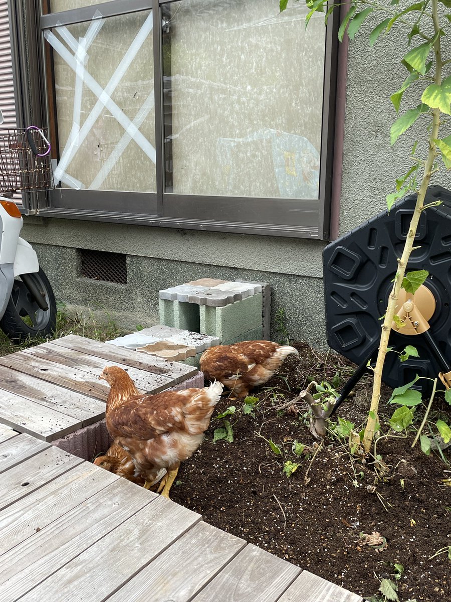 amusing365's tweet photo. にわとりがコンポスト畑に侵入 https://t.co/m1JS6PvM2Z