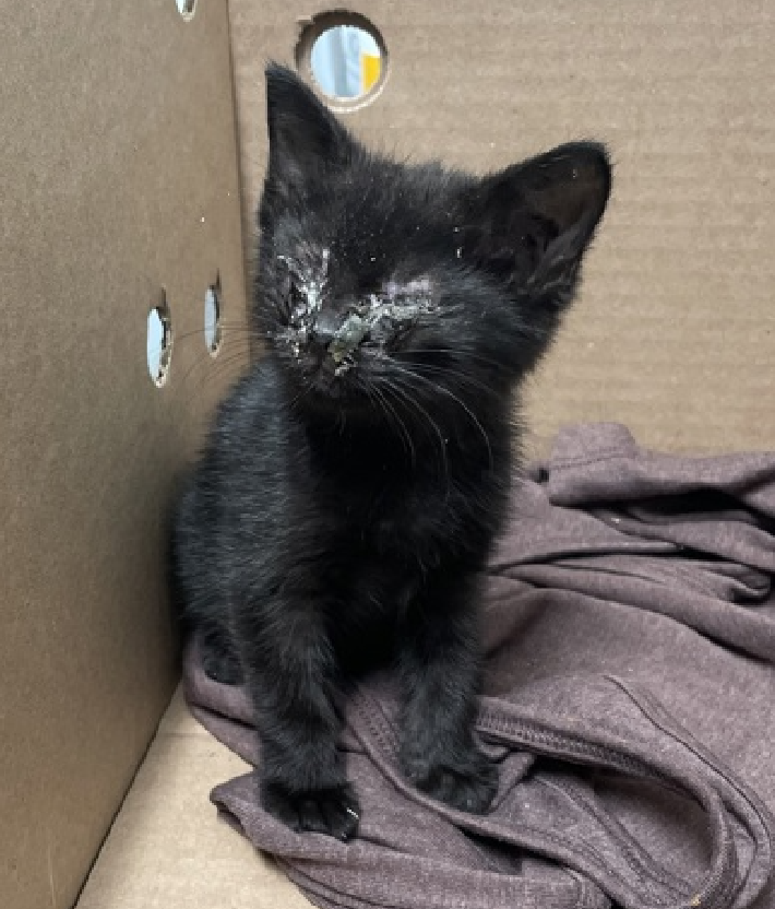 JLthekid9999's tweet photo. 🆘🆘 FRANKIE (ID 261778), 6 WEEKS OLD,  FEMALE–  IN QUEENS ACC - came into the shelter as a stray on 8/6/2026.    🆘🆘 😿 😿 😿 😿

➡️TBD 8/11/26

➡️ NEW HOPE PARTNER RESCUE ONLY

➡️ ONLY A KITTEN – JUST BEGINNING LIFE

➡️ MEDICAL PRIORITY – NEEDS MORE CARE AND ATTENTION THAN THE SHELTER CAN PROVIDE –IN FELINE MED ISO 😱😱😱

➡️ 🆘🆘  1ST Chance on Emergency Placement List – VERY URGENT – 🆘🆘 😱🔥🔥😱

➡️ 4 DAYS IN SHELTER – TOO LONG – TIME IS RUNNING OUT

➡️ FRANKIE IS ON THE EPL FOR MEDICAL REASONS – Frankie is a 5-7 week kitten with severe URI. She has severe crusting of her eyes and nasal discharge, resulting in a low appetite while in care. She is currently on supportive care (SQ fluids, eye drops, nebulization, antibiotics) with minimal response overnight. Frankie will require placement who can continue extensive supportive care while she recovers from URI.  NOT EATING/APPETITE ISSUES ARE A DEATH SENTENCE IN EH SHELTER. This evaluation/diagnosis means that FRANKIE will be given very little time for rescue/foster/adoption. 🔥🔥🔥🔥

Upon intake, kitten was easily collared, scanned, pet, picked up, held, and placed in carrier.❤️ 😻❤️ 😻❤️ 😻

NEEDS OUT OF SHELTER ASAP –

Please RT or pledge, if you can, to save this little one.

@AdamsPaulGrimke

💔😿🙏Thank you