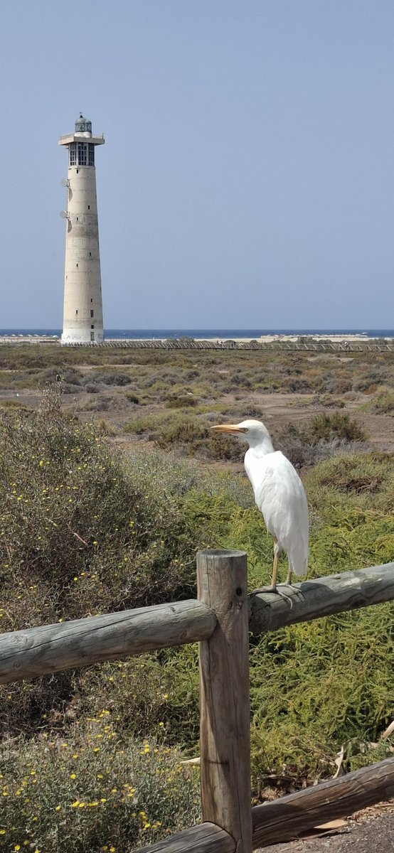 JuliaGonzlezPr2's tweet photo. Fuerteventura, es la isla más antigua de las islas Canarias y a la que el viento más azota y moldea originando esas magníficas dunas de Corralejo y Morro Jable , y a los depósitos de las playas que bordean la isla haciendo que sus aguas sean de una azul turquesa. Isla del viento https://t.co/g9n712kZjS