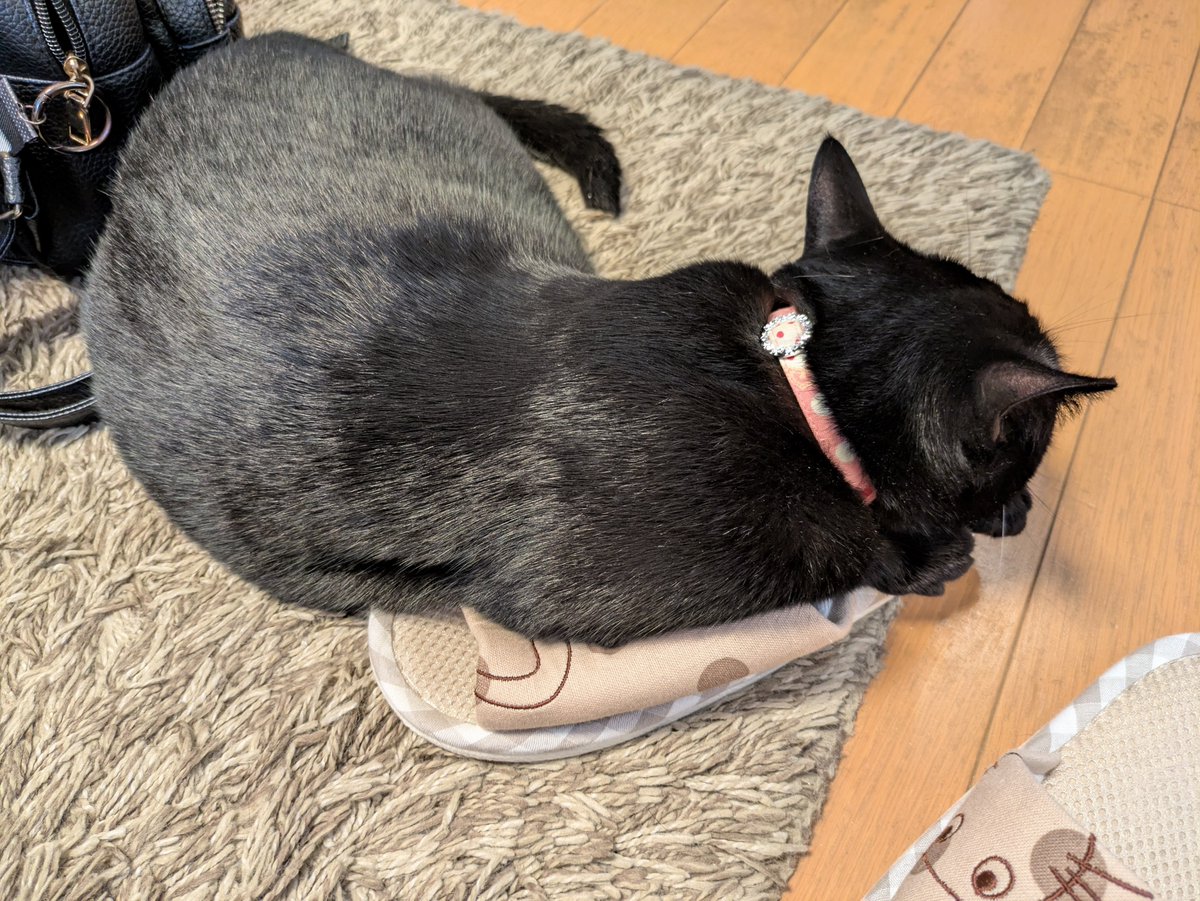 acconyanco's tweet photo. おはニャンございます🌞
今日も抜かりなくスリッパ潰されています⋯
#黒猫 #猫好きさんと繋がりたい #猫がいる幸せ https://t.co/oO9mcYSkXC