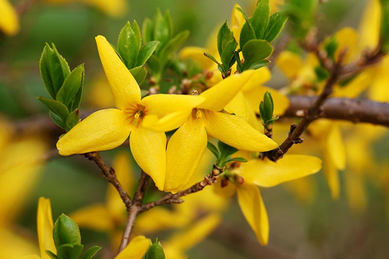 Gardeners_Path_'s tweet photo. 5 Tips for Pruning Forsythia - Forsythia has bright yellow blooms in early spring – unless you prune it at the wrong time. Learn 5 top forsythia pruning tips now on Gardener's Path. https://t.co/S7h6NAWxRi #forsythia https://t.co/pgLa2UhX5Q