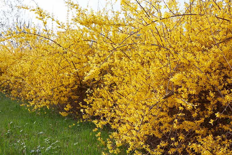 Gardeners_Path_'s tweet photo. 5 Tips for Pruning Forsythia - Forsythia has bright yellow blooms in early spring – unless you prune it at the wrong time. Learn 5 top forsythia pruning tips now on Gardener's Path. https://t.co/S7h6NAWxRi #forsythia https://t.co/pgLa2UhX5Q