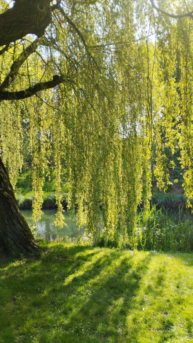 purelivn's tweet photo. weeping willows are the most beautiful trees ever created https://t.co/gIILqNcUhF