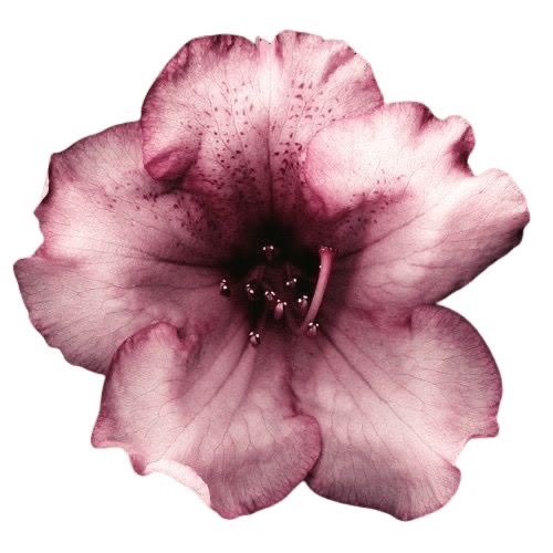 yuriscaras's tweet photo. ⠀⠀⠀⠀⠀
⠀⠀⠀⠀⠀✿ | ͜͝| ͜͝🍇⠀⠀#promotwt 
⠀⠀⠀⠀⠀⠀ ⠀⠀⠀⠀⠀#moothunt⠀⠀𓐇♡

⠀⠀⠀𝓪dorette⠀╱⠀𝓴o⠀⠀⠀ ̮͡ू⠀⠀⠀7teen
⠀⠀⠀shi⠀⠀𝐡𝐢𝐫⠀⠀﹒⠀⠀lesbian⠀⠀sys⠀⠀꒱꒱
⠀⠀⠀#shedtwt⠀⠀⠀#shtwt⠀⠀⠀#edrtwt
⠀⠀⠀#yuritwt⠀⠀#systwt⠀⠀#idoledtwt
⠀⠀⠀ https://t.co/qTCGPIg8YH