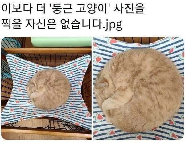 gamsungdomm's tweet photo. 콩벌레보다 둥근 고양이 https://t.co/t90lJufIUu
