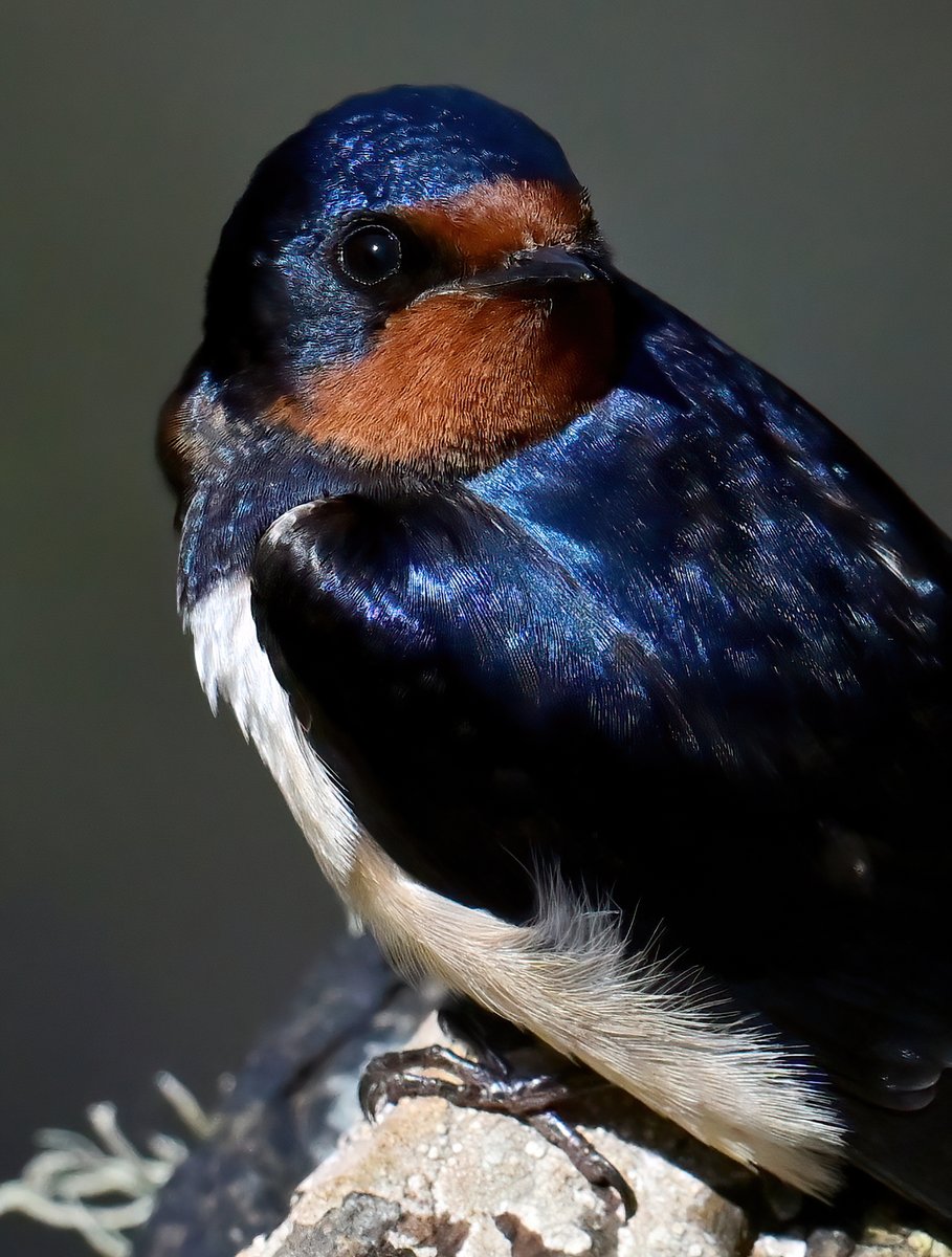 CarlBovisNature's tweet photo. Swallow portrait! 😍
 Taken recently on the rocks at Martin's Haven in Pembrokeshire. 😊🐦 https://t.co/u6QMS1oMCG