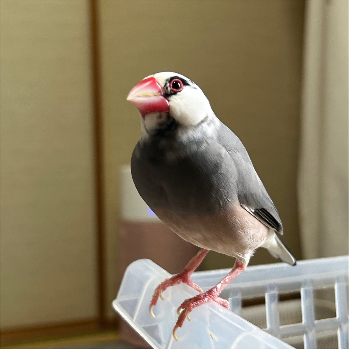 PNmuji's tweet photo. 夢見るぶんちょ
みたいなお顔をしているちゃーふちゃんですが、
見ているのはおやつの入った皿と、飼主の動向です。

麗し鳥だねぇ https://t.co/NS4bAsAQ5O