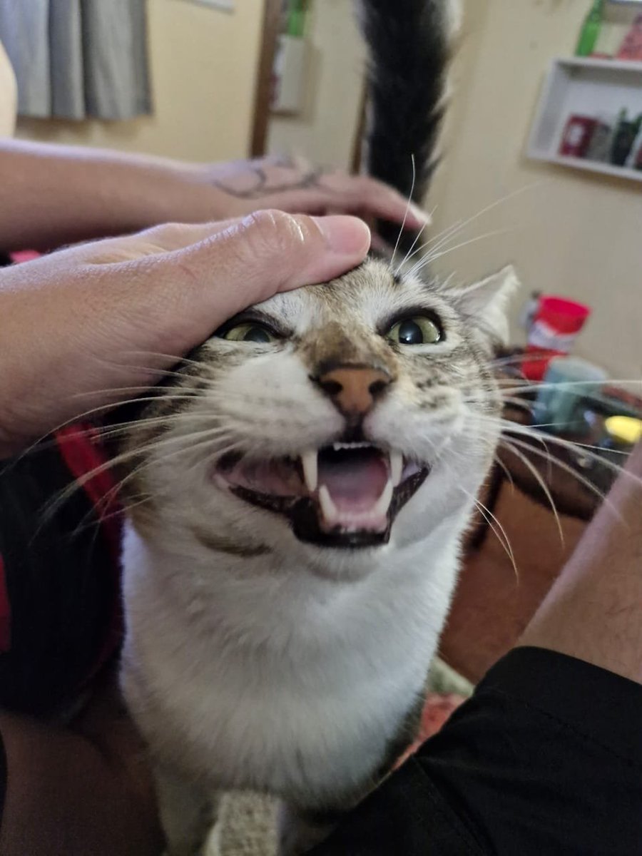 vilimnad's tweet photo. heuehueheueheuehehe https://t.co/sQAtqsaF0J