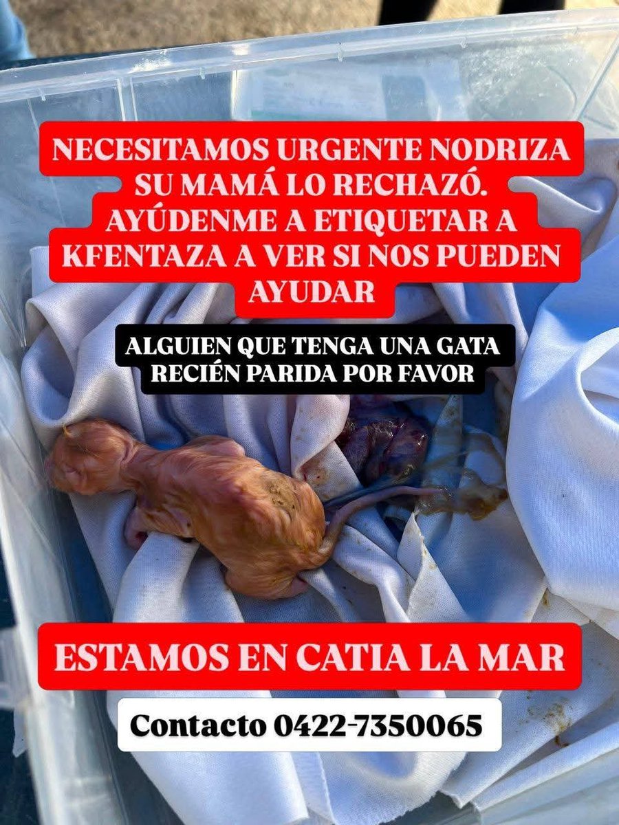 PerroUsuario's tweet photo. Servicio Público felino URGENTE https://t.co/5LZWmJxBgV