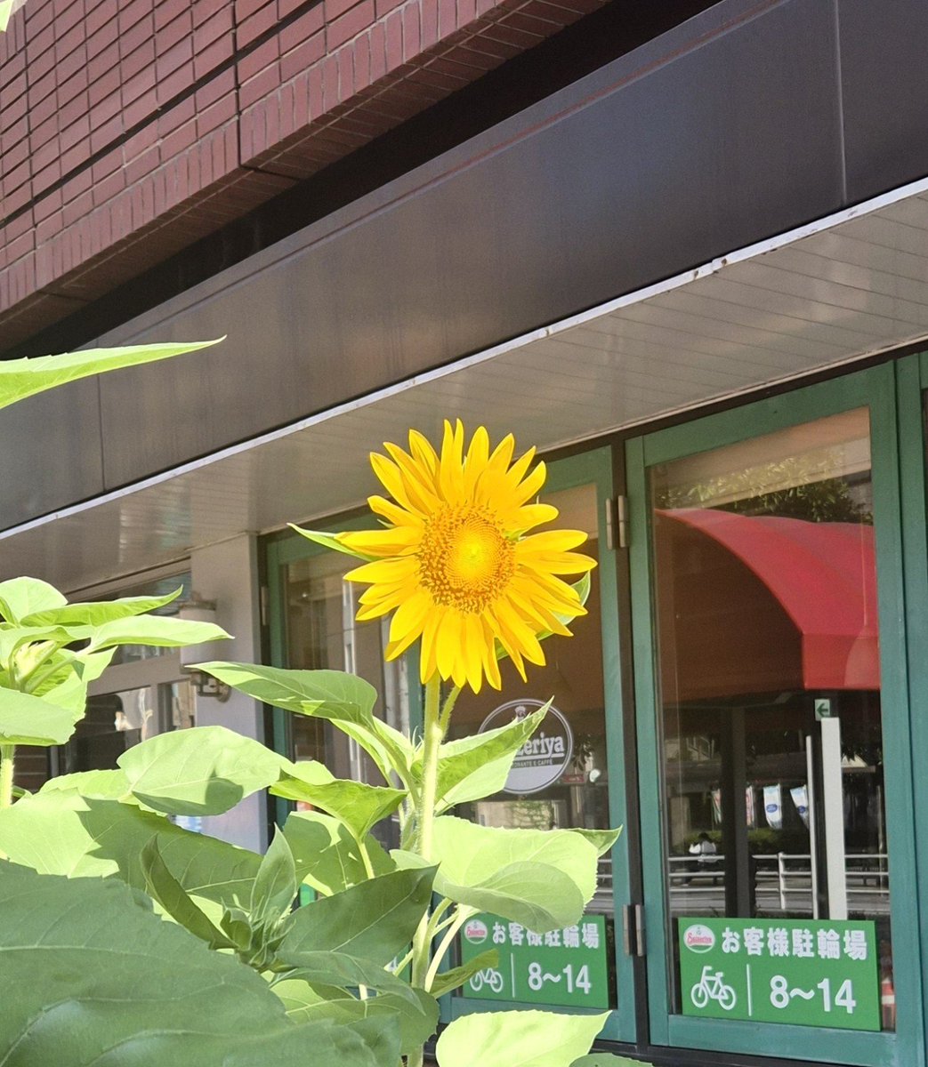 TKmk2_110308's tweet photo. 東京でひまわり見つけた https://t.co/ZwRq4U1cqg