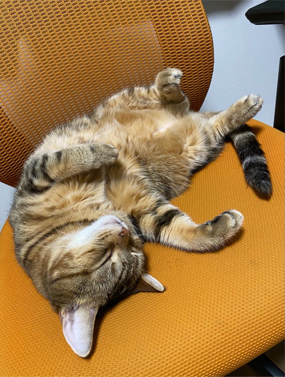 Kyabia06's tweet photo. おはにゃん🐈 https://t.co/pUbGzXN63p