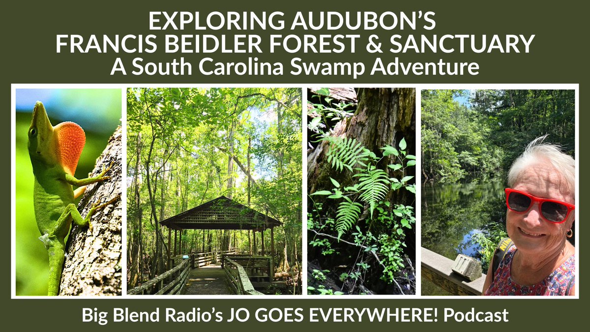 BigBlendMag's tweet photo. Travel writer Jo Clark @glass_have explores Audubon’s Francis Beidler Forest, sharing its ancient cypress trees, wildlife, history, seasonal adventures, and tips for planning a visit. Article + Podcast: https://t.co/l1GU9vwduf #SouthCarolina #Audubon https://t.co/czVF90C0FU