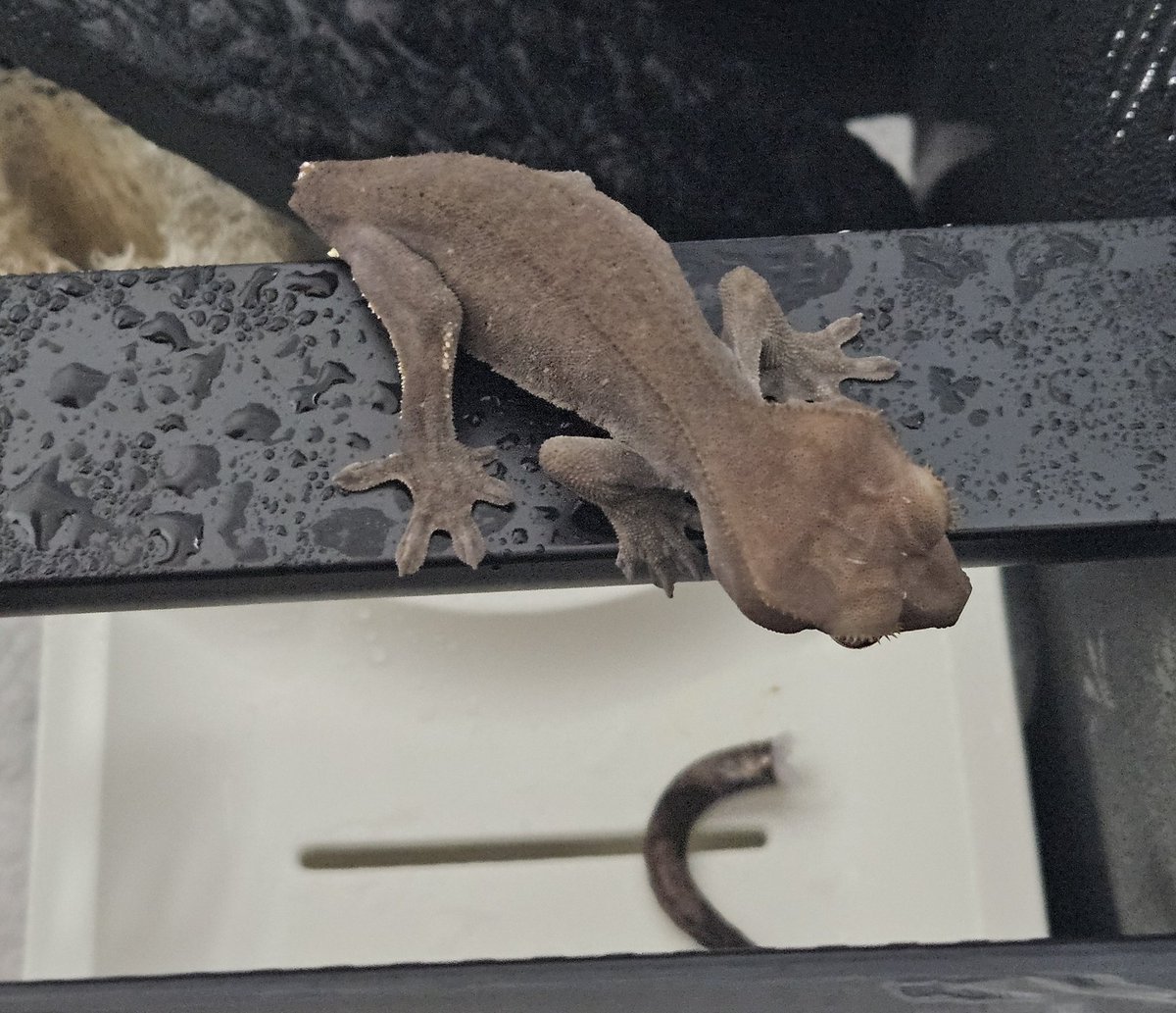 Gecko_Ron's tweet photo. 아.... 코코가.. 꼬리를... 아무것도 안했는데 혼자 잘라버렸다... 분무해준지도 30분이나 지난건데.... 정말 뜬금없이...... https://t.co/6lN8MNzblI