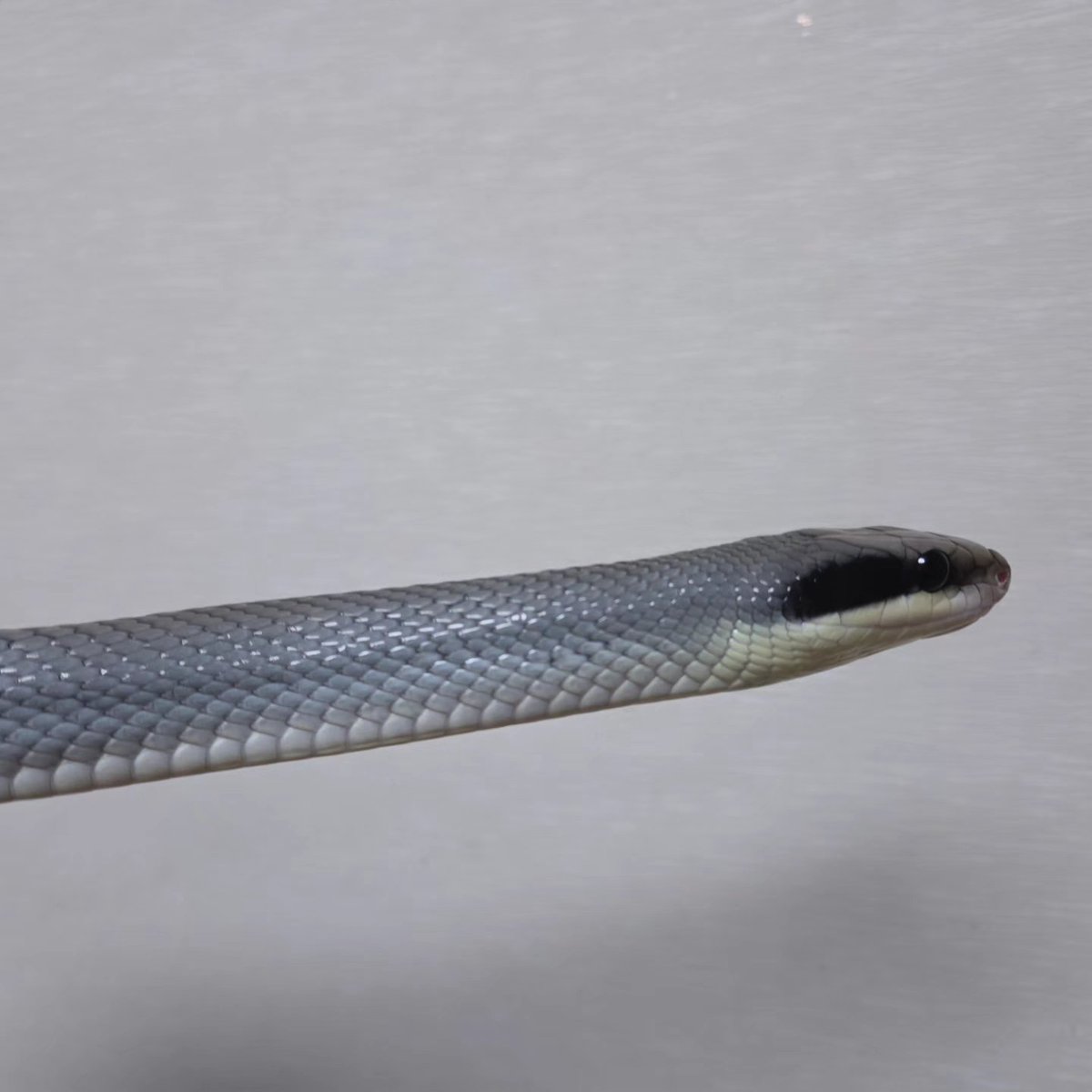 CIEL_reptiles tweet picture