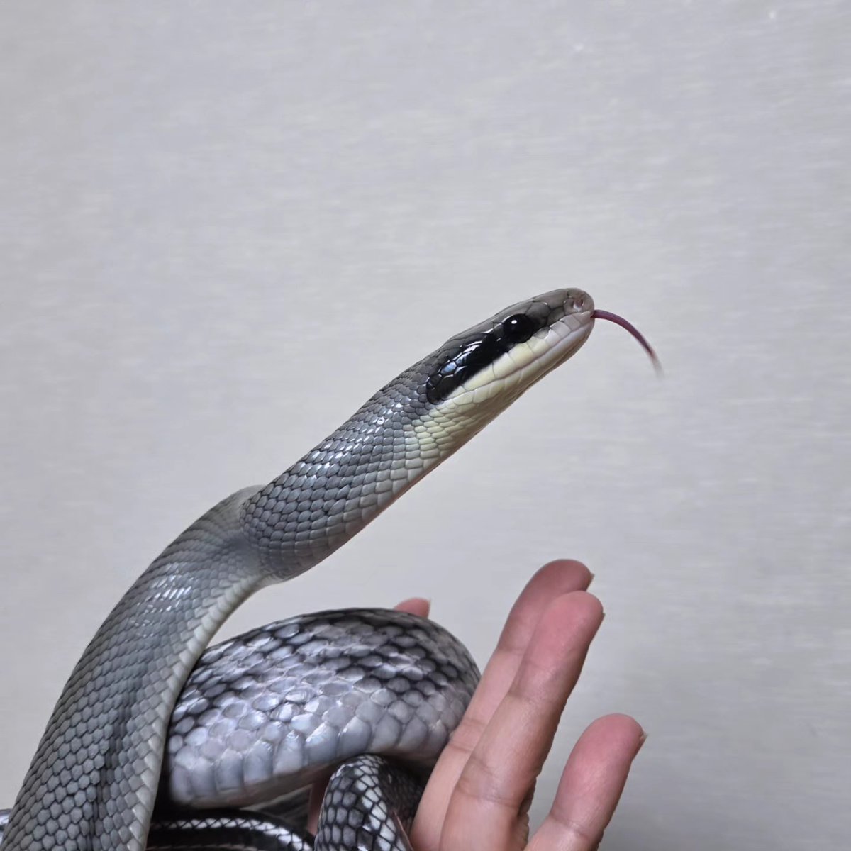 CIEL_reptiles tweet picture