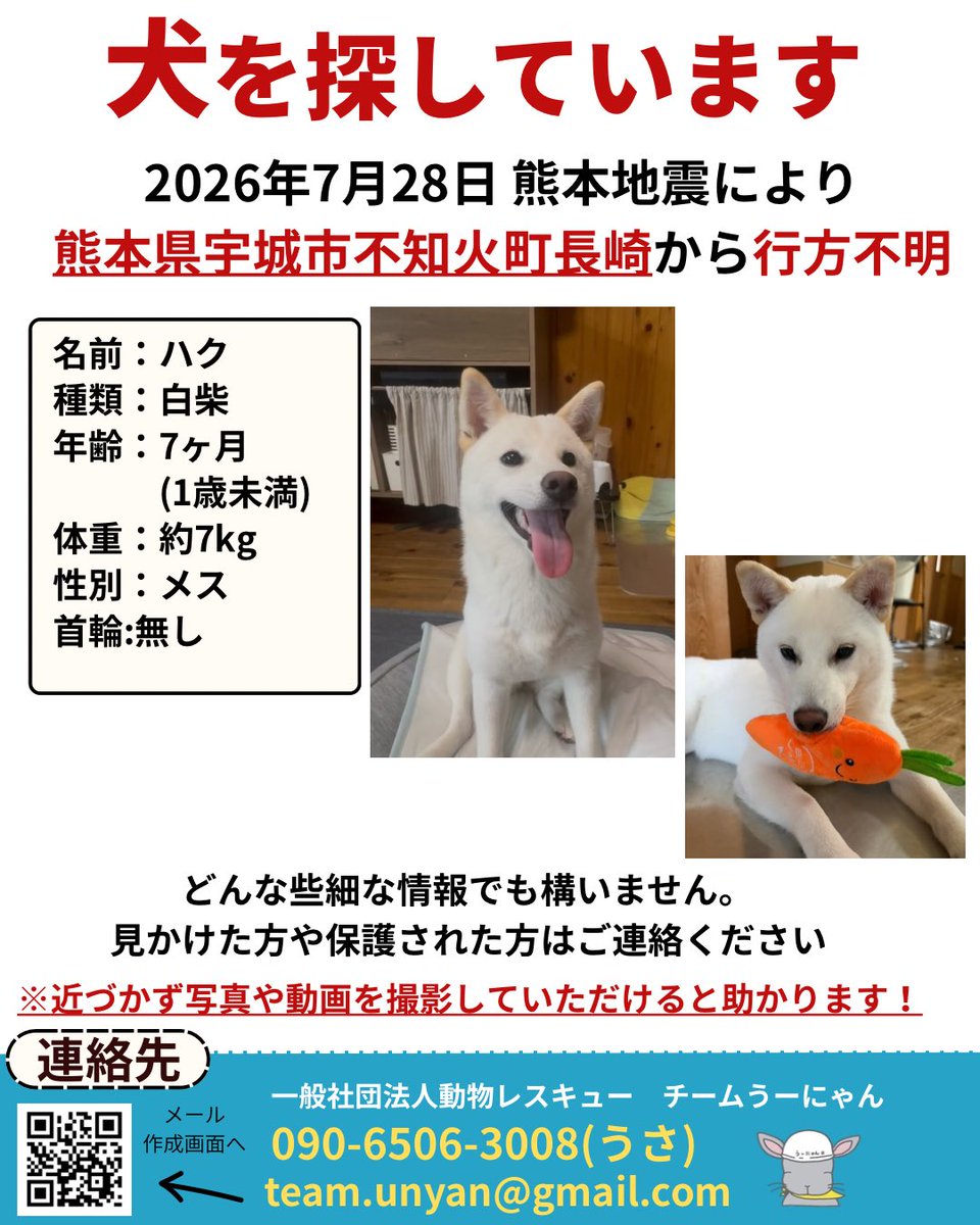 ____Usa's tweet photo. 【📣目撃情報をお願いします📣】

現在チームうーにゃんは、熊本地震で行方不明になった動物たちの捜索活動にあたっています。

地震の影響で、多くの動物たちが家族とはぐれています。

厳しい暑さが続く中、一刻も早く見つけてあげたいです。

「似た子を見かけた」「鳴き声を聞いた」など、どんな小さな情報でも構いません。

見かけた際は、追いかけずに、場所・時間・写真（撮れれば）を記載の連絡先までお知らせください。

team.unyan@gmail.com

090-6506-3008(代表うさ・緊急)

皆さまの情報が、大切な命をつなぐ力になります。

拡散・情報提供のご協力をよろしくお願いいたします。

#熊本地震
#ペット捜索
#行方不明
#迷子犬
#迷子猫