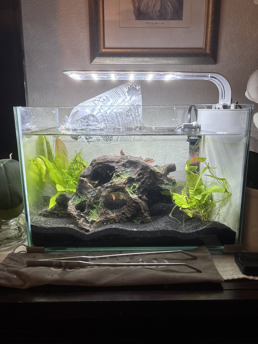 lotusstarves's tweet photo. got some snails for my tank ♡ https://t.co/447VcqTaFG