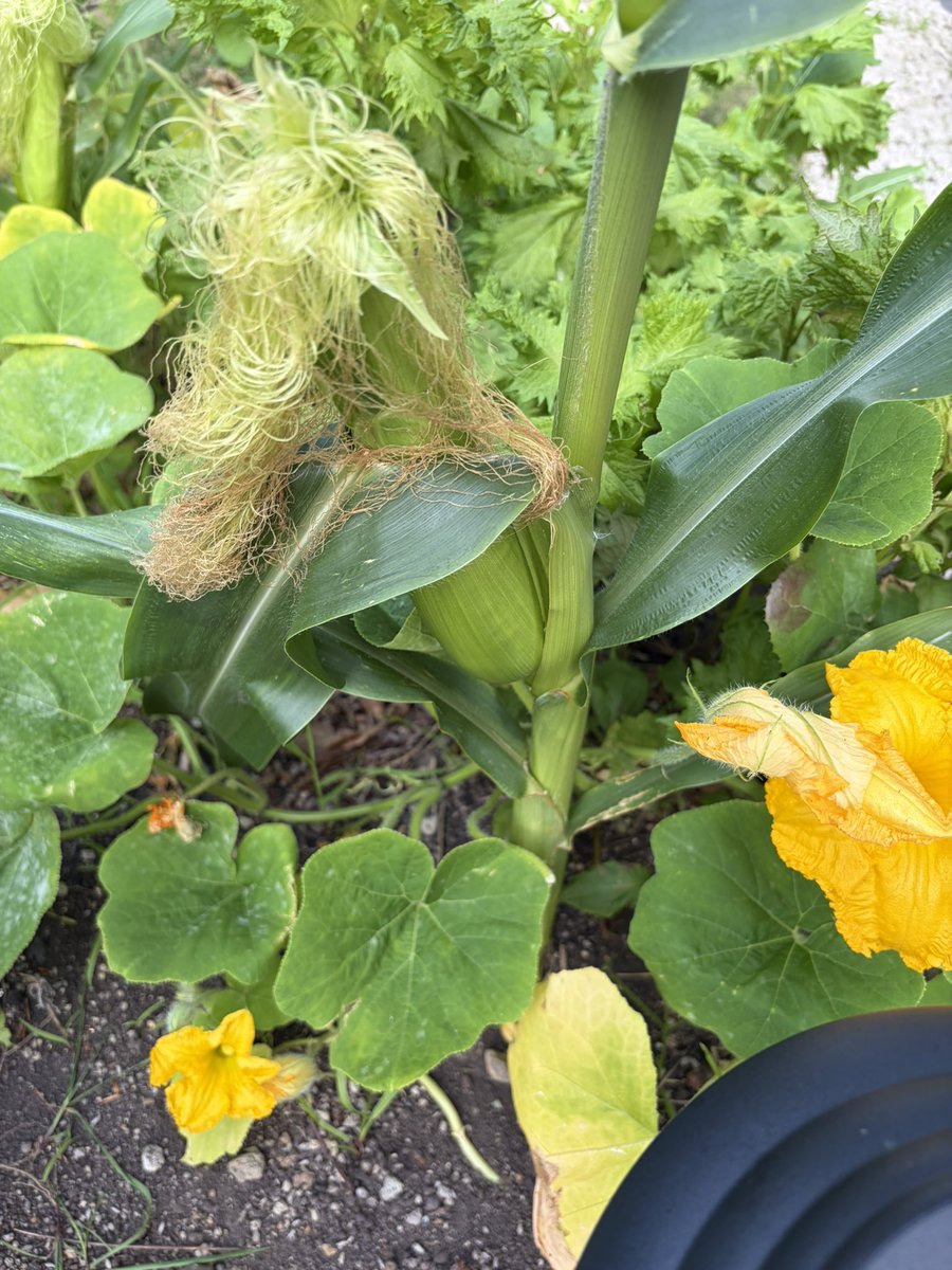 Ken_natureFarm's tweet photo. 【チャレンジ113日目】🌱
113日目の庭

とうもろこしのヒゲが徐々に茶色になってきました🥸

#自然農法 #家庭菜園 #コンポスト #北海道 https://t.co/Ehdas6dXcC
